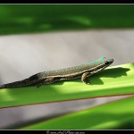 Gecko diurne - Tirage 45x30 - Cadre 60x40