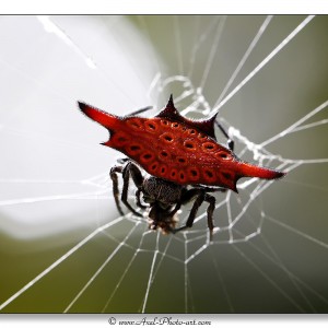 Araignée Gasteracantha - Bali - Indonésie