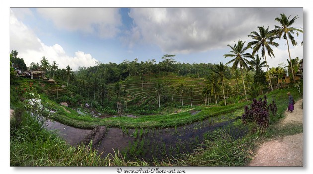 Rizières en terrasse - Bali
