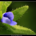 Petite fleur (1mm)