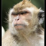 Macaque Crabier de l'Ile Maurice