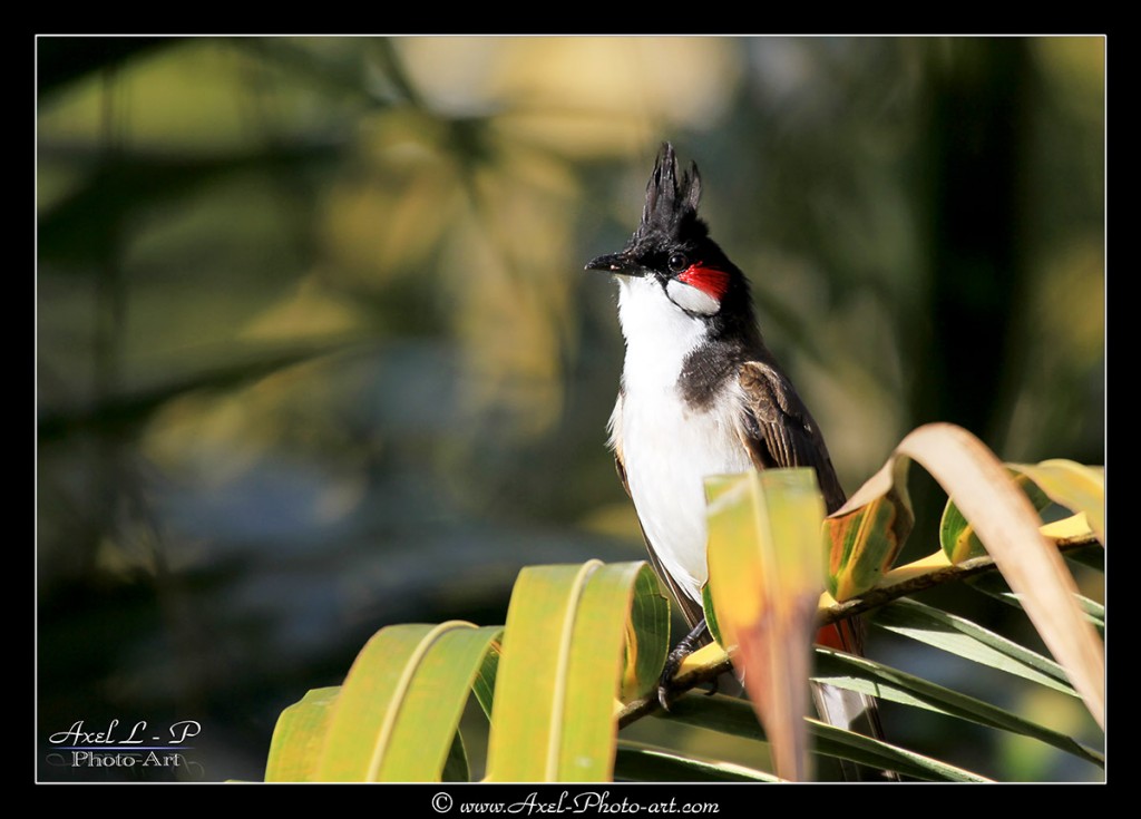Bulbul orphée Ile Maurice Axel Photo Art