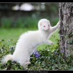 Furet albinos