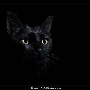 Chat noir : Anubis