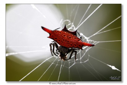 Araignée Gasteracantha - Bali - Indonésie
