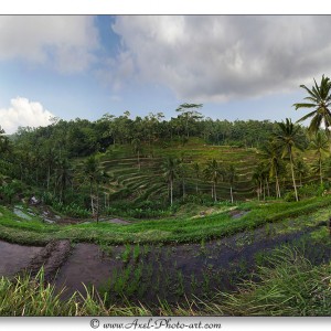 Rizières en terrasse - Bali - Indonésie