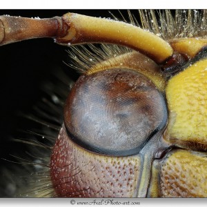 Frelon européen (vespa)