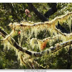 Plaine des tamarins - Ile de la Réunion