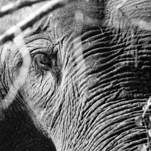 Portraits d’éléphants - Sri Lanka